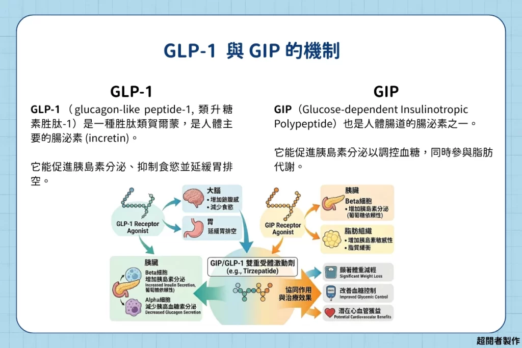 《瘦瘦針革命》讀後心得:藥物能夠瘦身,卻無法緩解我們對身材的焦慮 2 《瘦瘦針革命》GLP-1 與 GIP 的機制